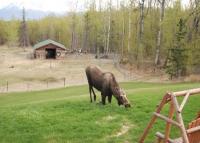 Alaska's Harvest Bed And Breakfast In Palmer, Alaska